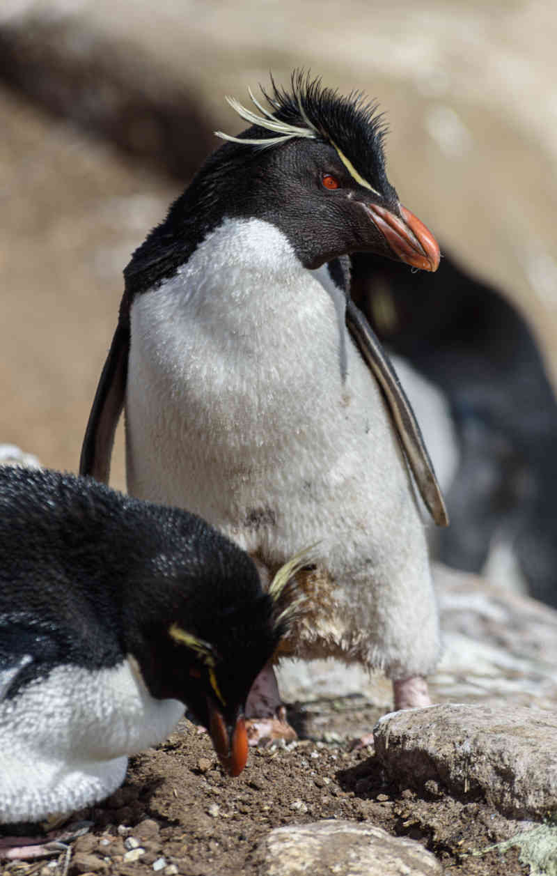 Pingüino Rockhopper - islas Falkland o Malvinas 26.jpg